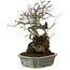 Chaenomeles speciosa, 25 cm, ± 40 jaar oud