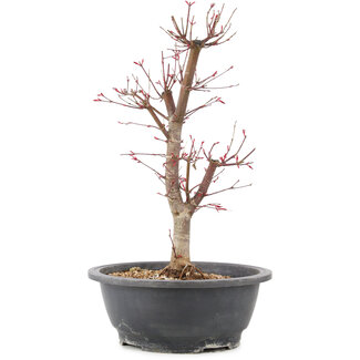 Acer palmatum Deshojo, 41 cm, ± 10 Jahre alt