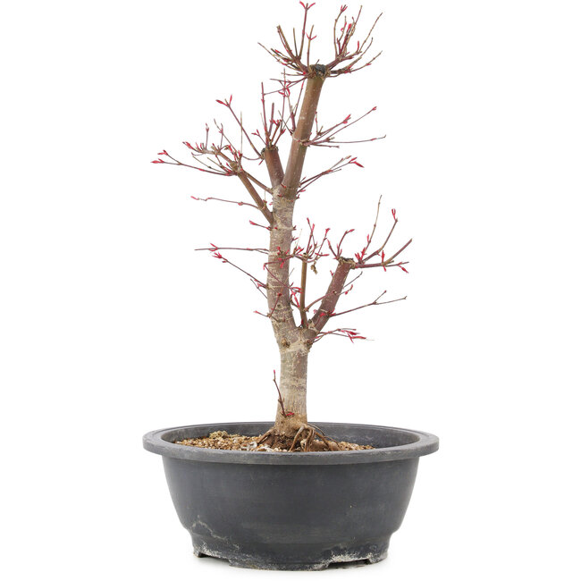 Acer palmatum Deshojo, 41 cm, ± 10 years old