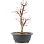 Acer palmatum Deshojo, 41 cm, ± 10 anni