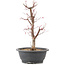 Acer palmatum Deshojo, 41 cm, ± 10 anni