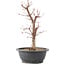 Acer palmatum Deshojo, 41 cm, ± 10 anni