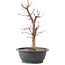 Acer palmatum Deshojo, 41 cm, ± 10 Jahre alt