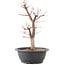 Acer palmatum Deshojo, 41 cm, ± 10 anni