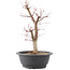 Acer palmatum Deshojo, 41 cm, ± 10 Jahre alt