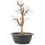 Acer palmatum Deshojo, 41 cm, ± 10 anni