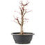 Acer palmatum Deshojo, 41 cm, ± 10 anni