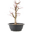 Acer palmatum Deshojo, 41 cm, ± 10 Jahre alt