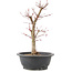 Acer palmatum Deshojo, 41 cm, ± 10 anni