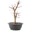 Acer palmatum Deshojo, 41 cm, ± 10 anni