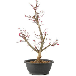 Acer palmatum Deshojo, 55 cm, ± 10 years old