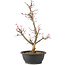 Acer palmatum Deshojo, 55 cm, ± 10 years old