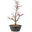 Acer palmatum Deshojo, 55 cm, ± 10 years old