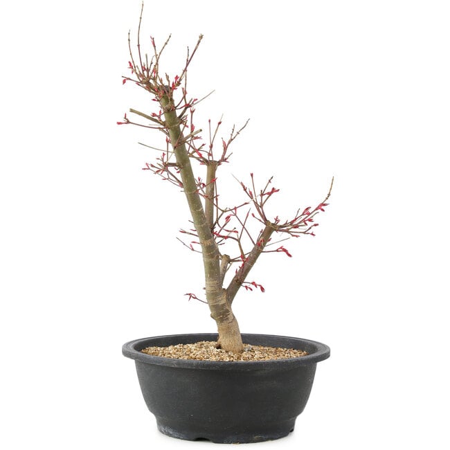 Acer palmatum Deshojo, 43 cm, ± 10 anni