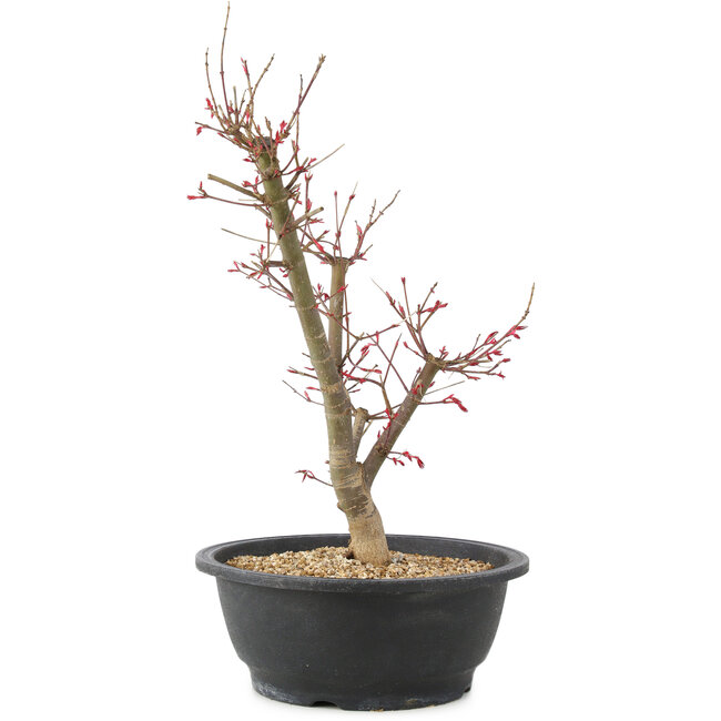 Acer palmatum Deshojo, 43 cm, ± 10 years old