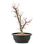 Acer palmatum Deshojo, 43 cm, ± 10 anni