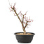 Acer palmatum Deshojo, 43 cm, ± 10 anni