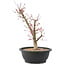 Acer palmatum Deshojo, 43 cm, ± 10 anni