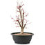 Acer palmatum Deshojo, 43 cm, ± 10 anni