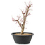 Acer palmatum Deshojo, 43 cm, ± 10 anni