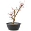 Acer palmatum Deshojo, 43 cm, ± 10 years old