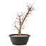 Acer palmatum Deshojo, 43 cm, ± 10 anni