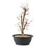 Acer palmatum Deshojo, 43 cm, ± 10 anni