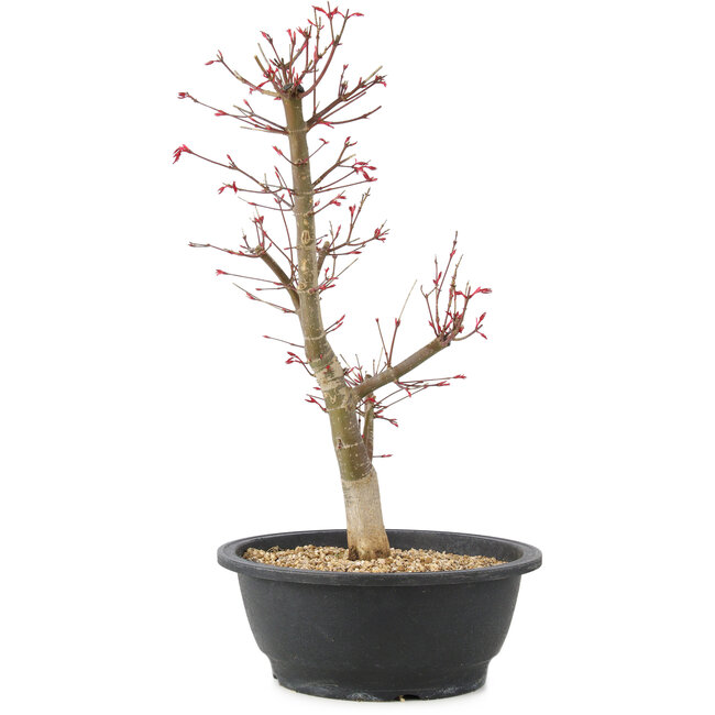 Acer palmatum Deshojo, 45 cm, ± 10 years old