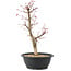 Acer palmatum Deshojo, 45 cm, ± 10 anni