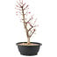 Acer palmatum Deshojo, 45 cm, ± 10 anni