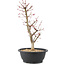 Acer palmatum Deshojo, 45 cm, ± 10 years old