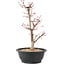 Acer palmatum Deshojo, 45 cm, ± 10 anni