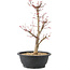 Acer palmatum Deshojo, 45 cm, ± 10 anni