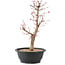 Acer palmatum Deshojo, 45 cm, ± 10 anni