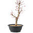 Acer palmatum Deshojo, 45 cm, ± 10 years old