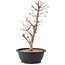 Acer palmatum Deshojo, 45 cm, ± 10 anni