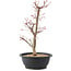 Acer palmatum Deshojo, 45 cm, ± 10 anni