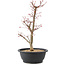 Acer palmatum Deshojo, 45 cm, ± 10 years old