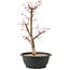 Acer palmatum Deshojo, 45 cm, ± 10 anni