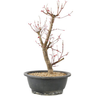 Acer palmatum Deshojo, 42 cm, ± 10 anni