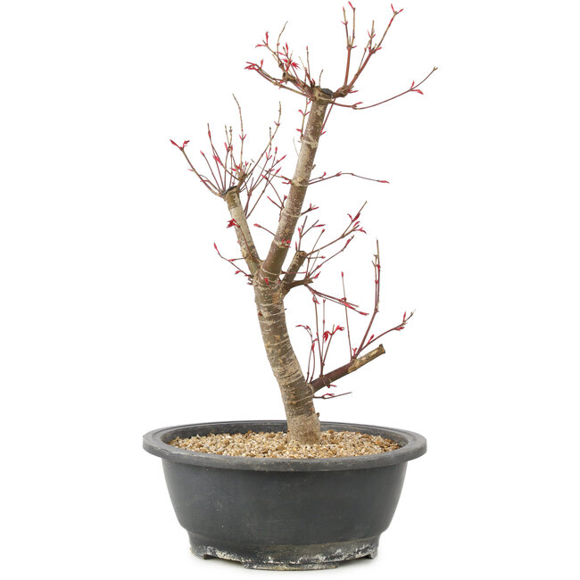 Acer palmatum Deshojo, 42 cm, ± 10 anni