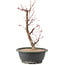 Acer palmatum Deshojo, 42 cm, ± 10 anni