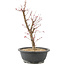 Acer palmatum Deshojo, 42 cm, ± 10 anni