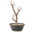 Acer palmatum Deshojo, 42 cm, ± 10 anni