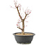 Acer palmatum Deshojo, 42 cm, ± 10 years old