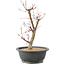 Acer palmatum Deshojo, 42 cm, ± 10 anni