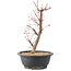 Acer palmatum Deshojo, 42 cm, ± 10 anni