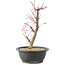 Acer palmatum Deshojo, 42 cm, ± 10 years old