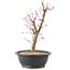 Acer palmatum Deshojo, 42 cm, ± 10 anni