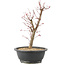 Acer palmatum Deshojo, 42 cm, ± 10 years old